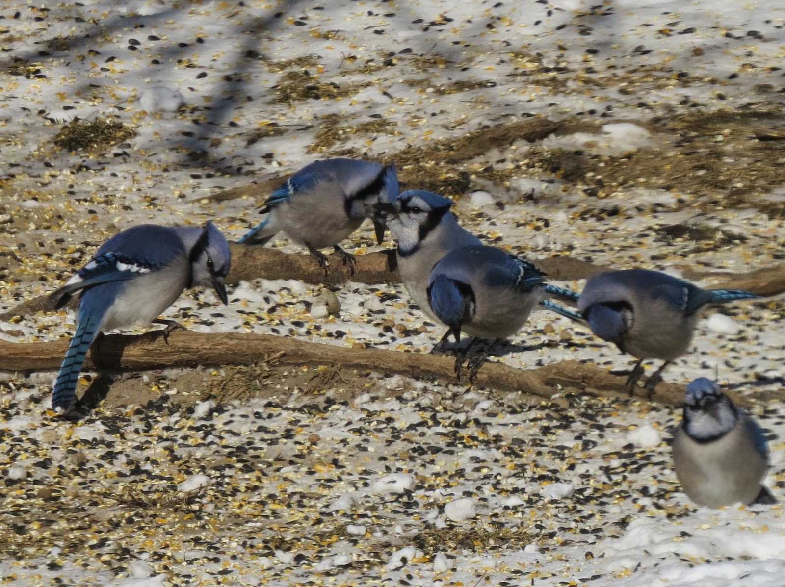 Image result for flock of blue jays pictures